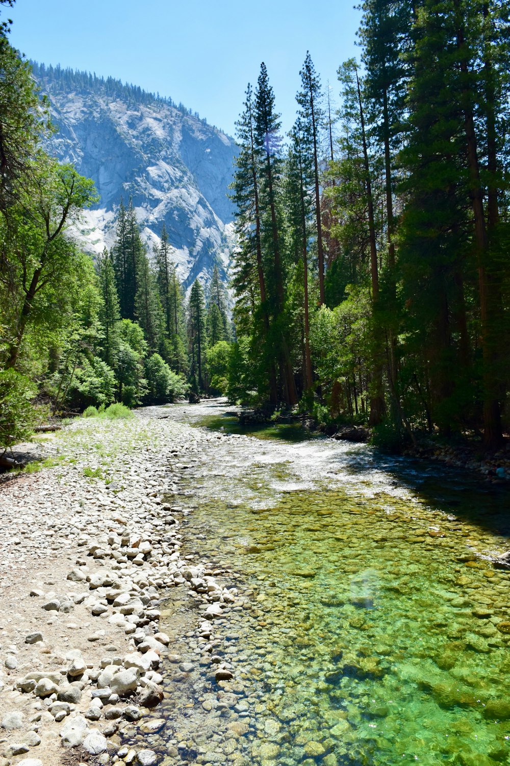 a river running through a lush green forest