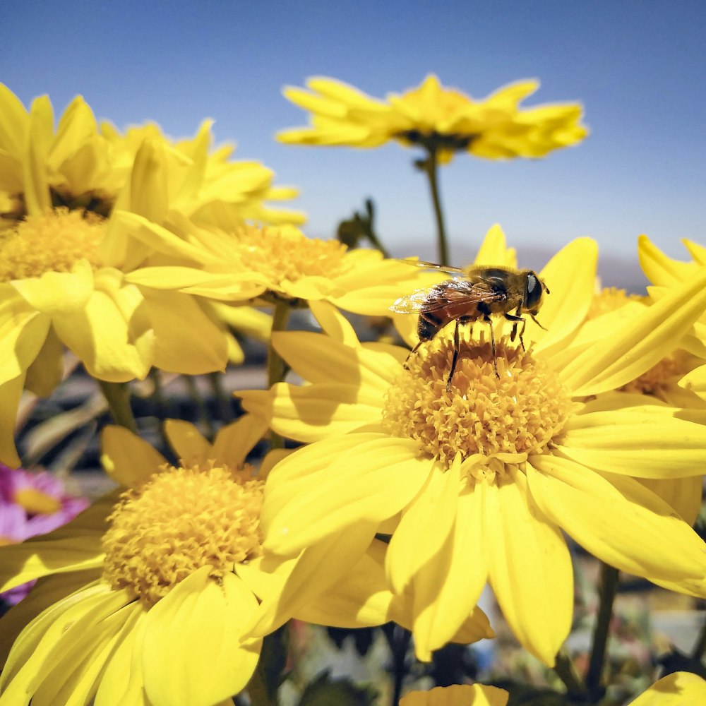 a bee sitting on top of a yellow flower