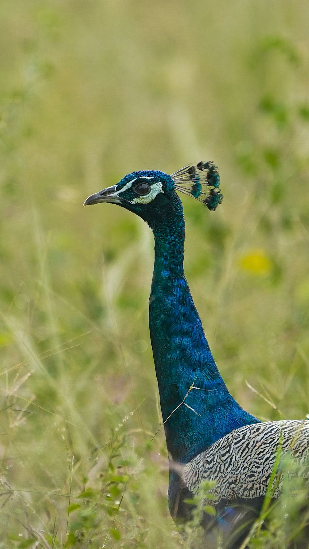 a peacock standing in a field of tall grass