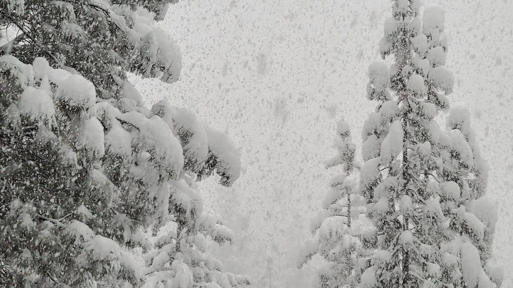 a couple of trees that are covered in snow