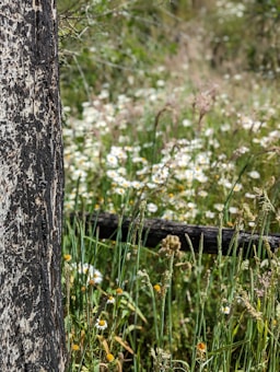 A close-up view of a tree trunk with textured bark is prominently featured on the left side. The scene is set in a lush, wild meadow filled with various tall grasses and a scattering of small white flowers with yellow centers, resembling daisies. In the background, there are hints of more greenery and blurred foliage, suggesting a pleasantly overgrown and natural environment.