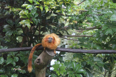 Minimalistic emblem of the golden lion tamarin with neon green highlights on a dark textured background.