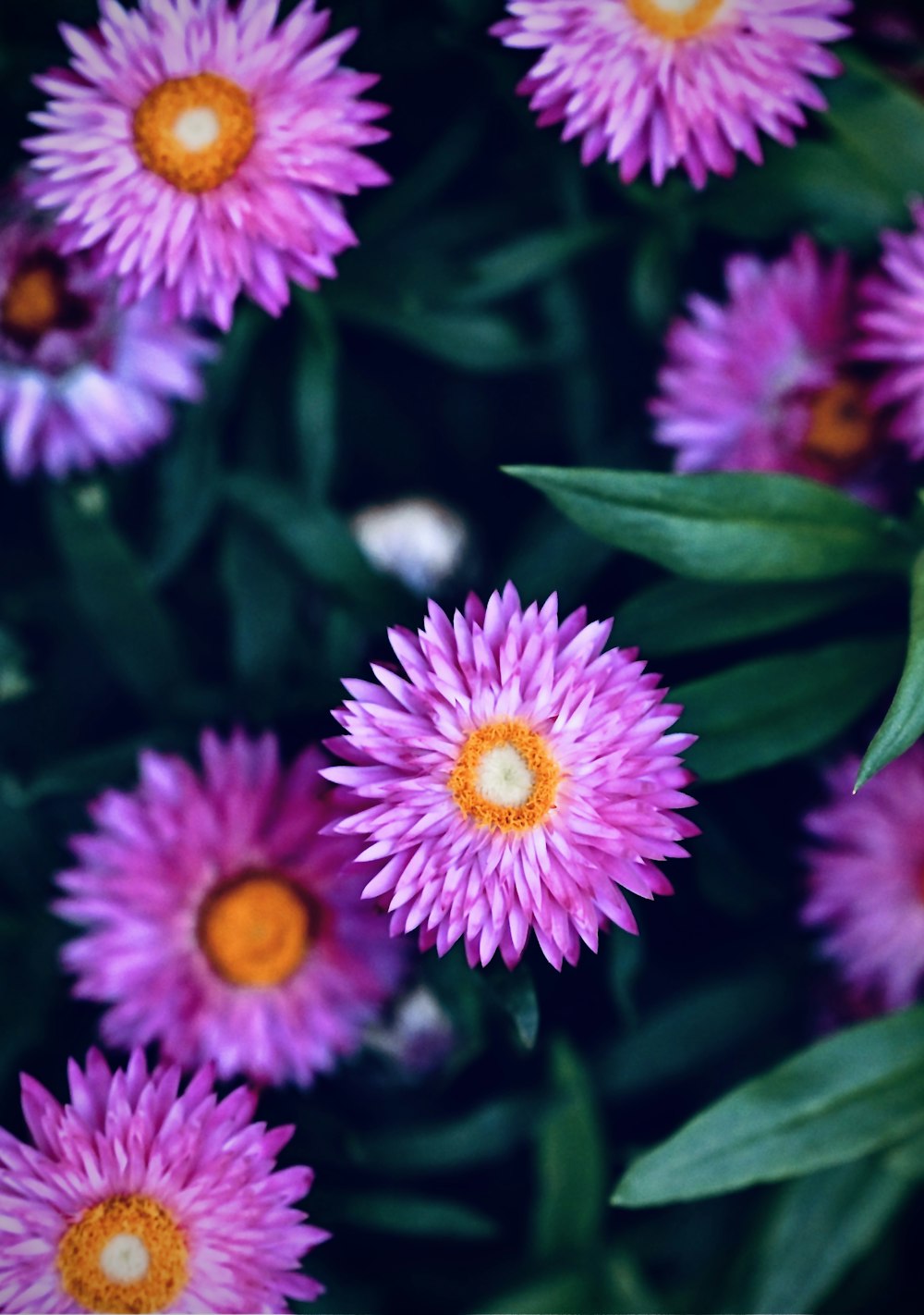 a close up of a bunch of purple flowers