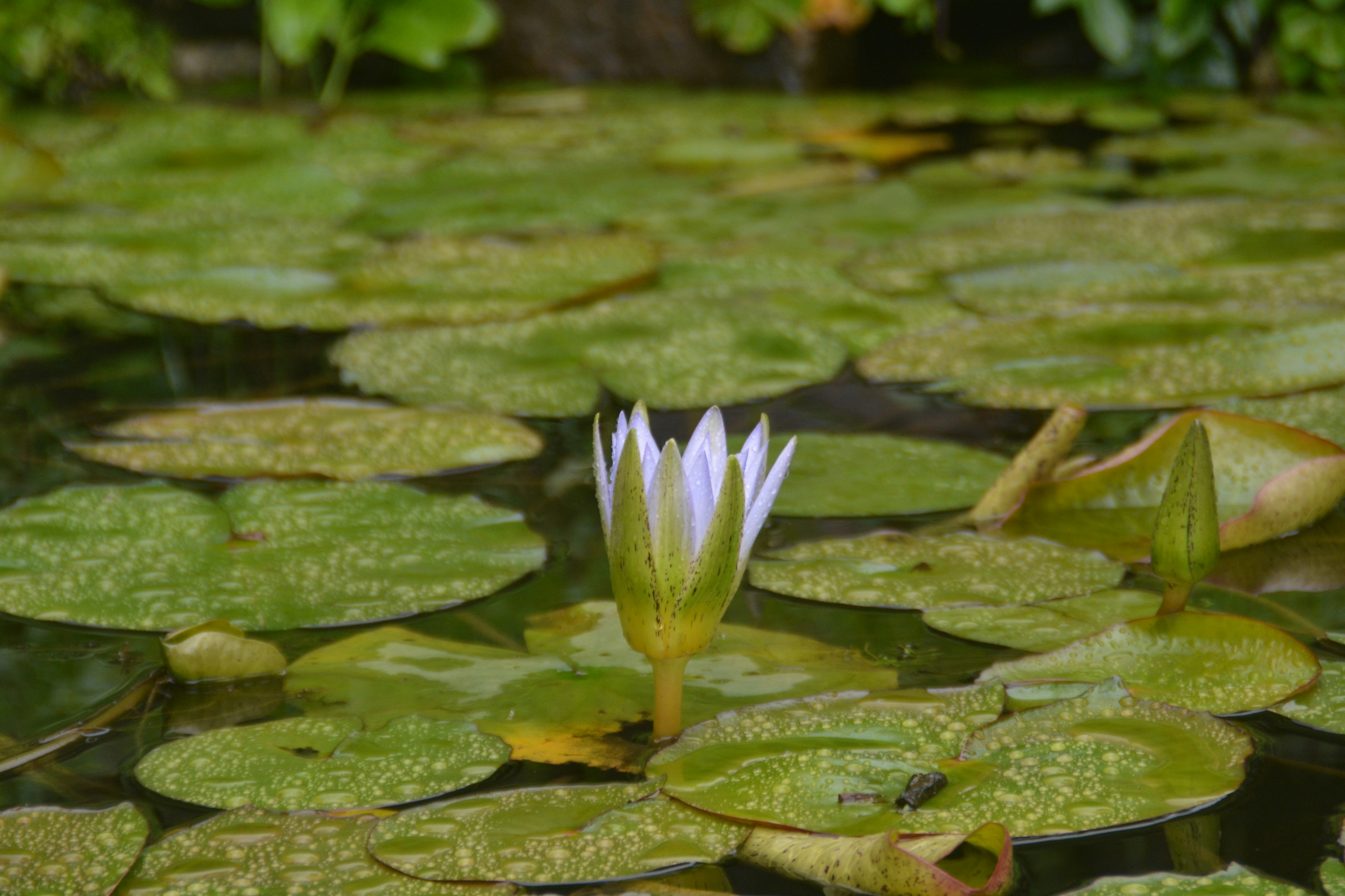 Photo by gautham_dasu