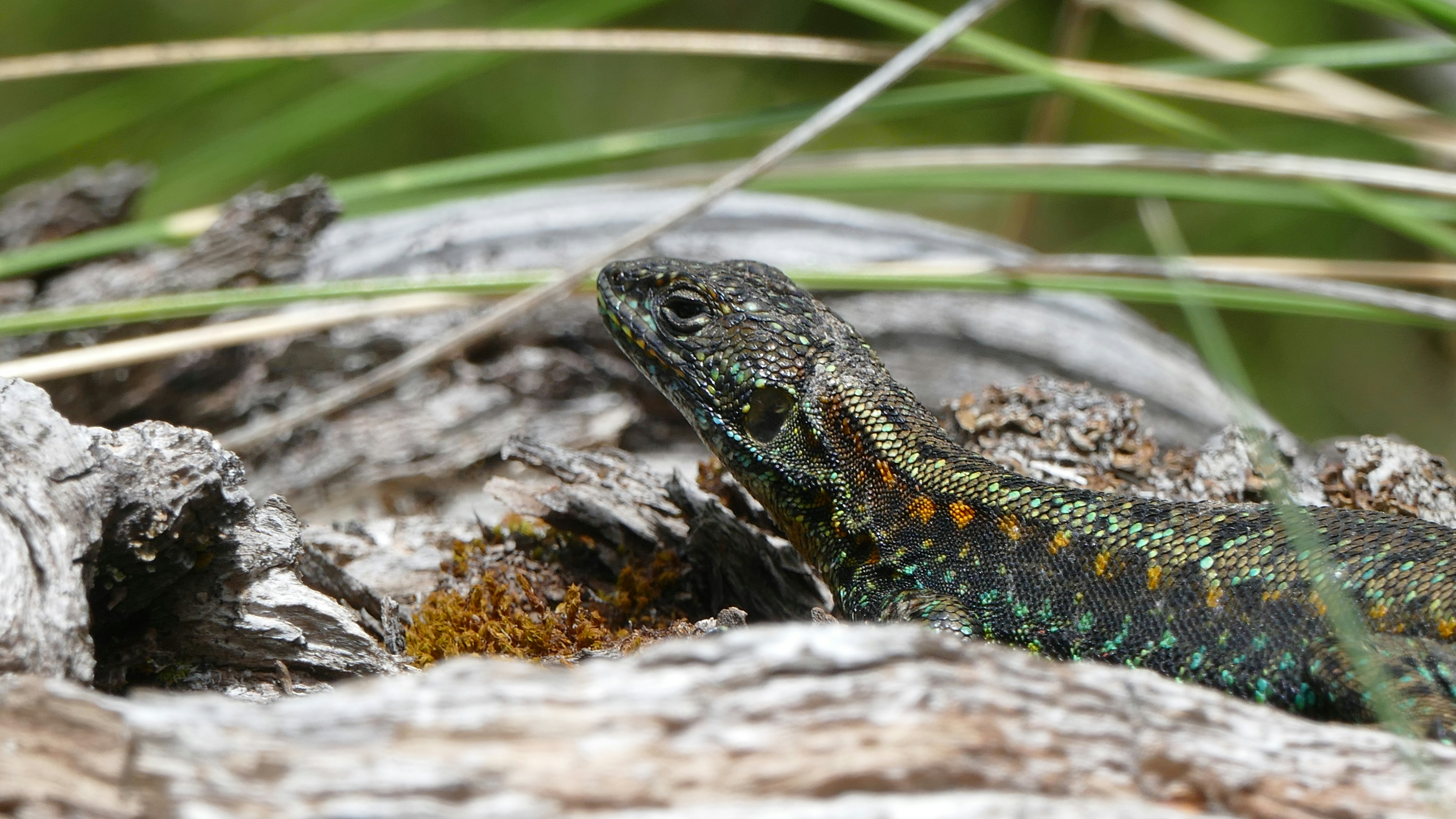 白い岩の上の黒と黄色のトカゲの写真 – Unsplashのバリ島の無料画像