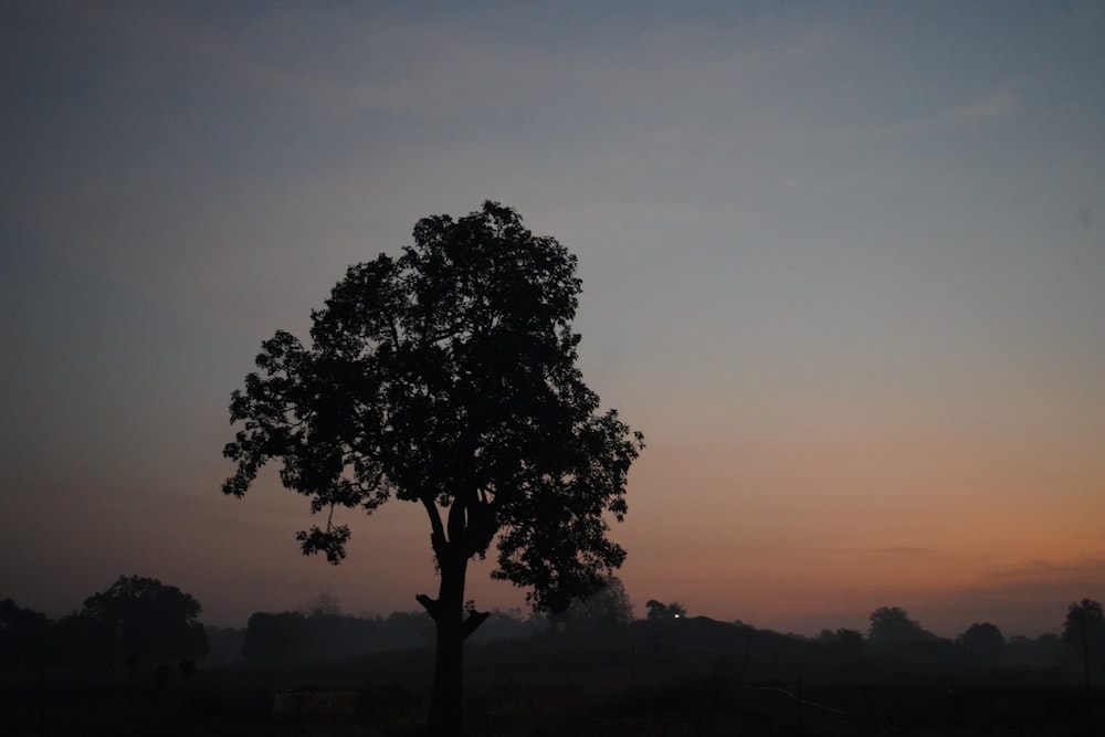 Ein einsamer Baum zeichnet sich vom Abendhimmel ab