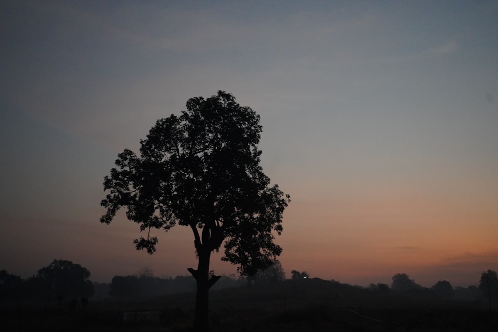 Un arbre solitaire se dessine dans le ciel du soir
