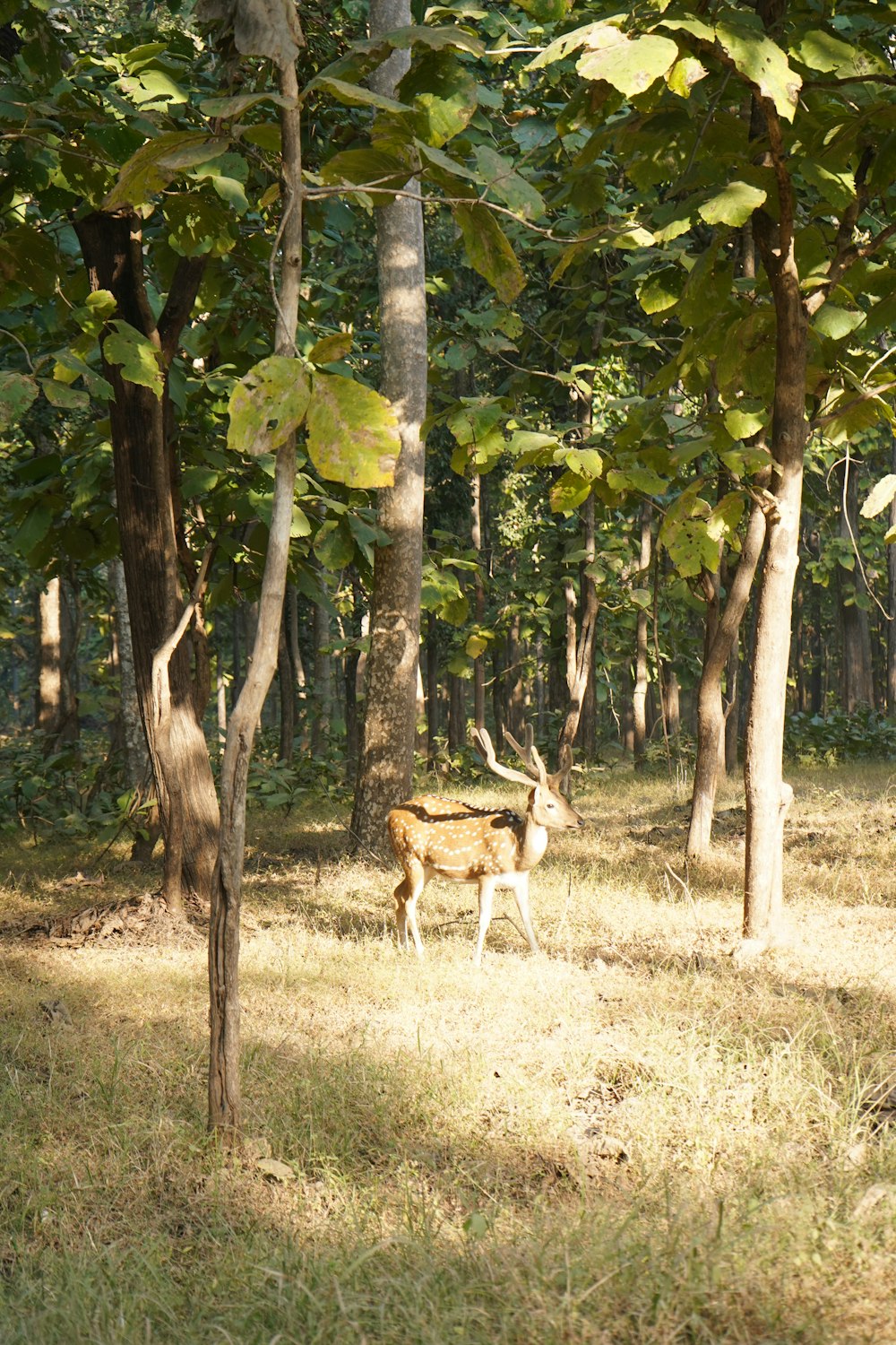 Un cervo in piedi nel mezzo di una foresta