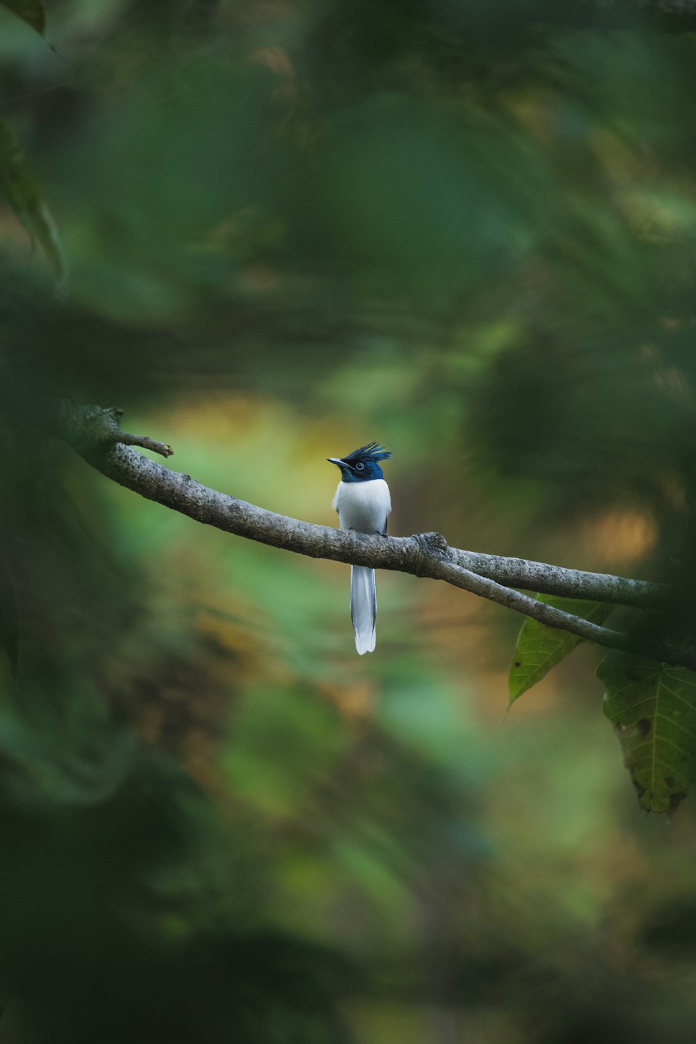 a small blue and white bird sitting on a branch