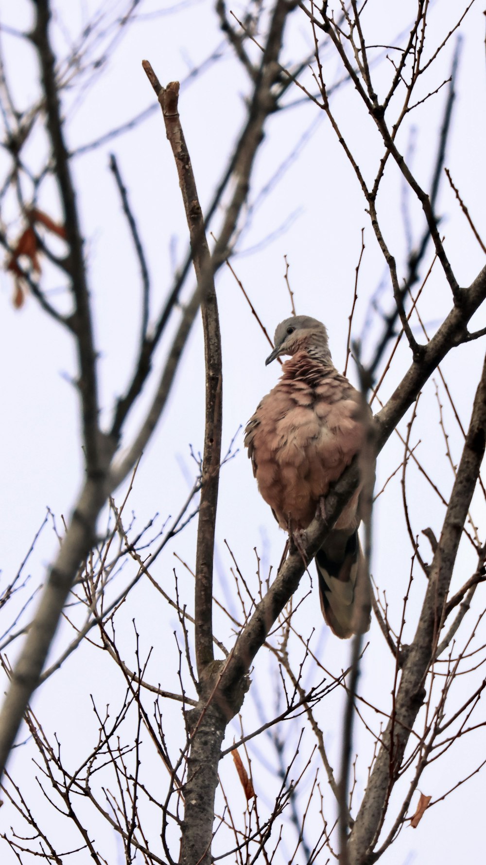 a bird perched on top of a tree branch