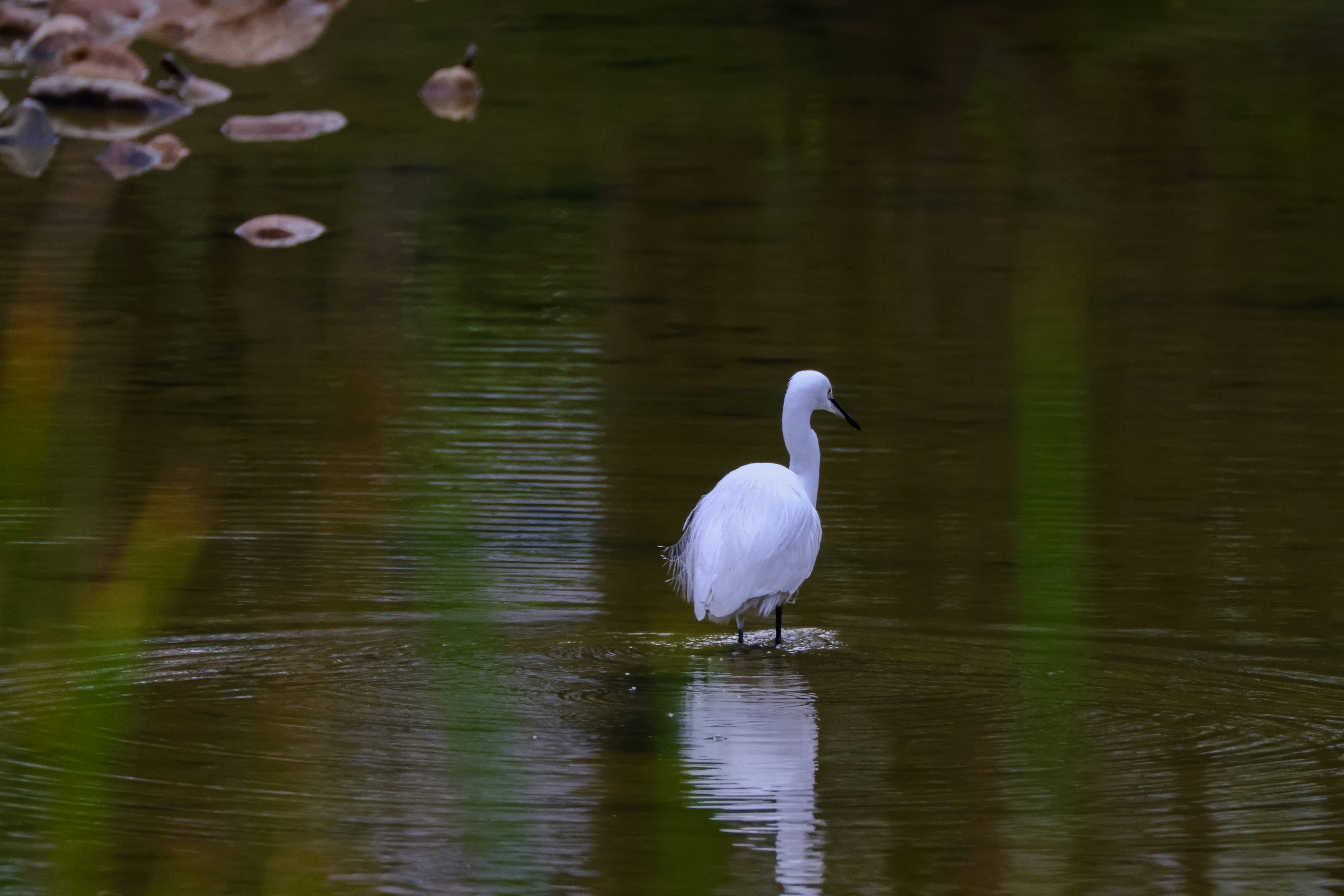 Photo by dickenslin76