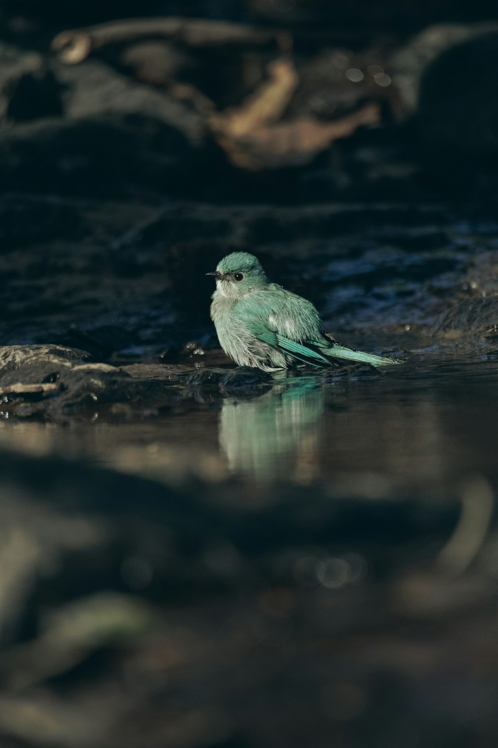 a small bird sitting on a rock in the water