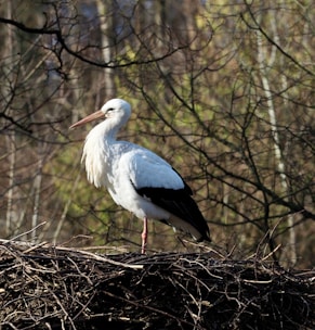 A white stork with bright plumage and a long beak stands on a large nest made of sticks. The background consists of bare trees with sparse branches, indicating a natural setting in early spring or late autumn.