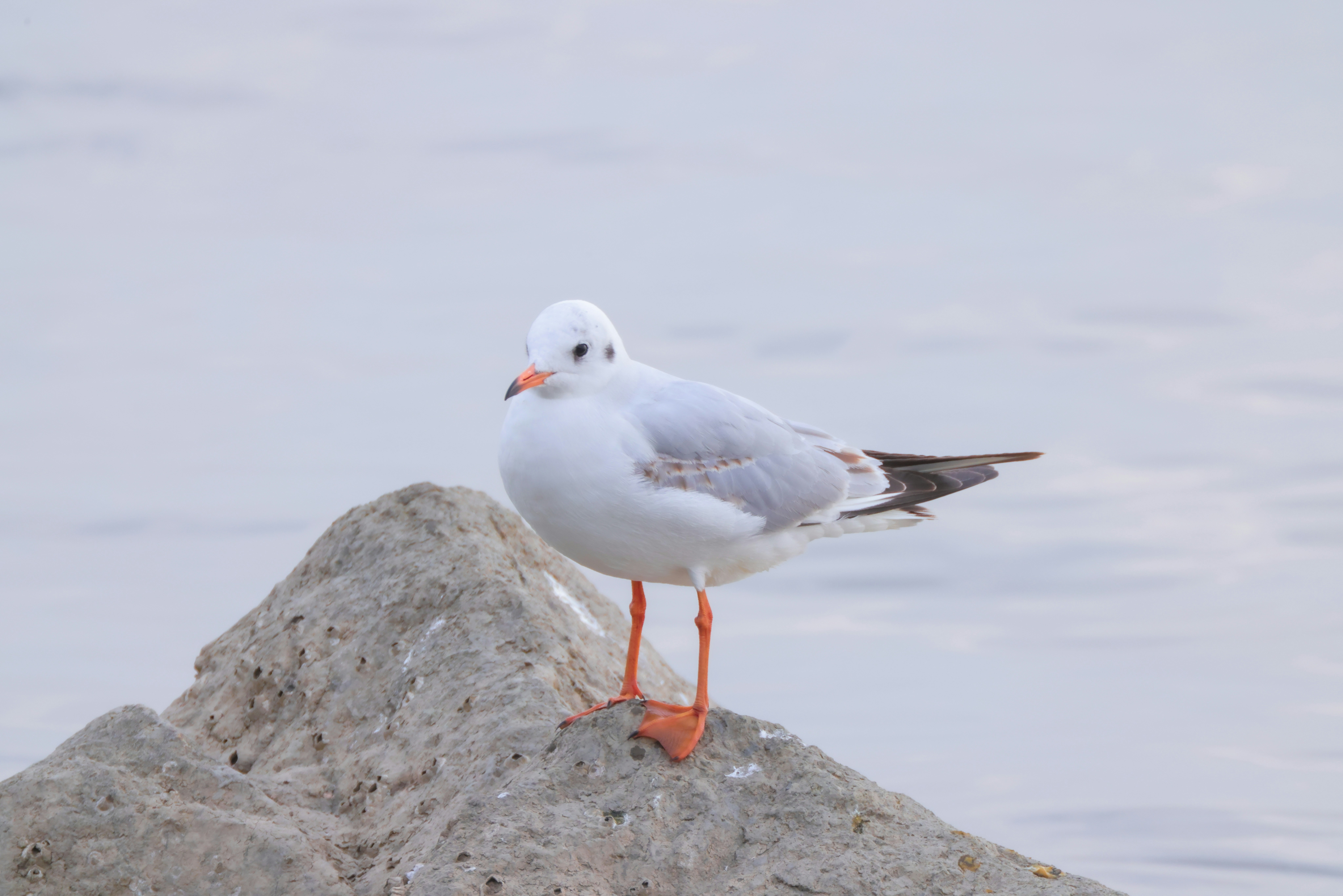 Photo by dickenslin76