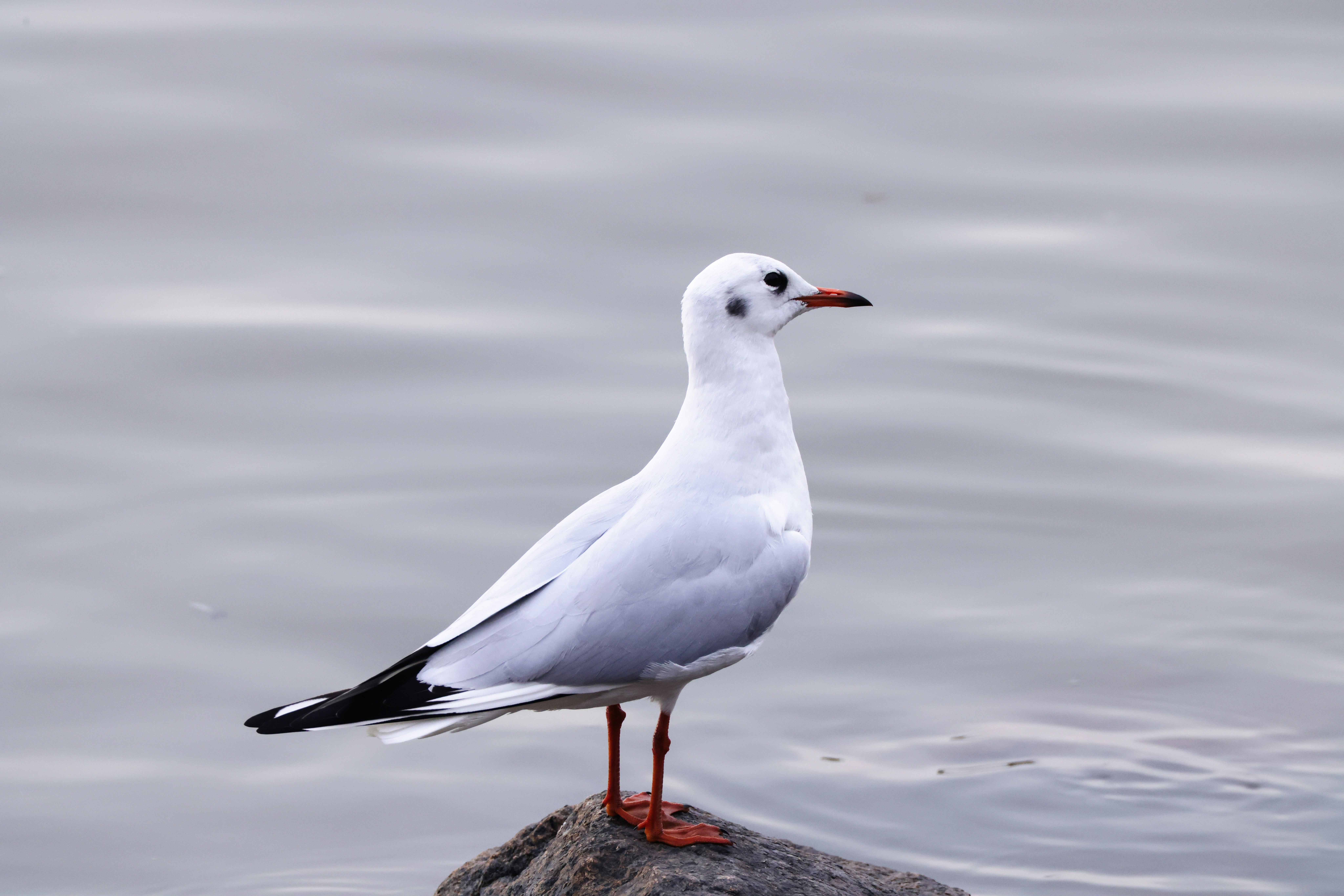 Photo by dickenslin76