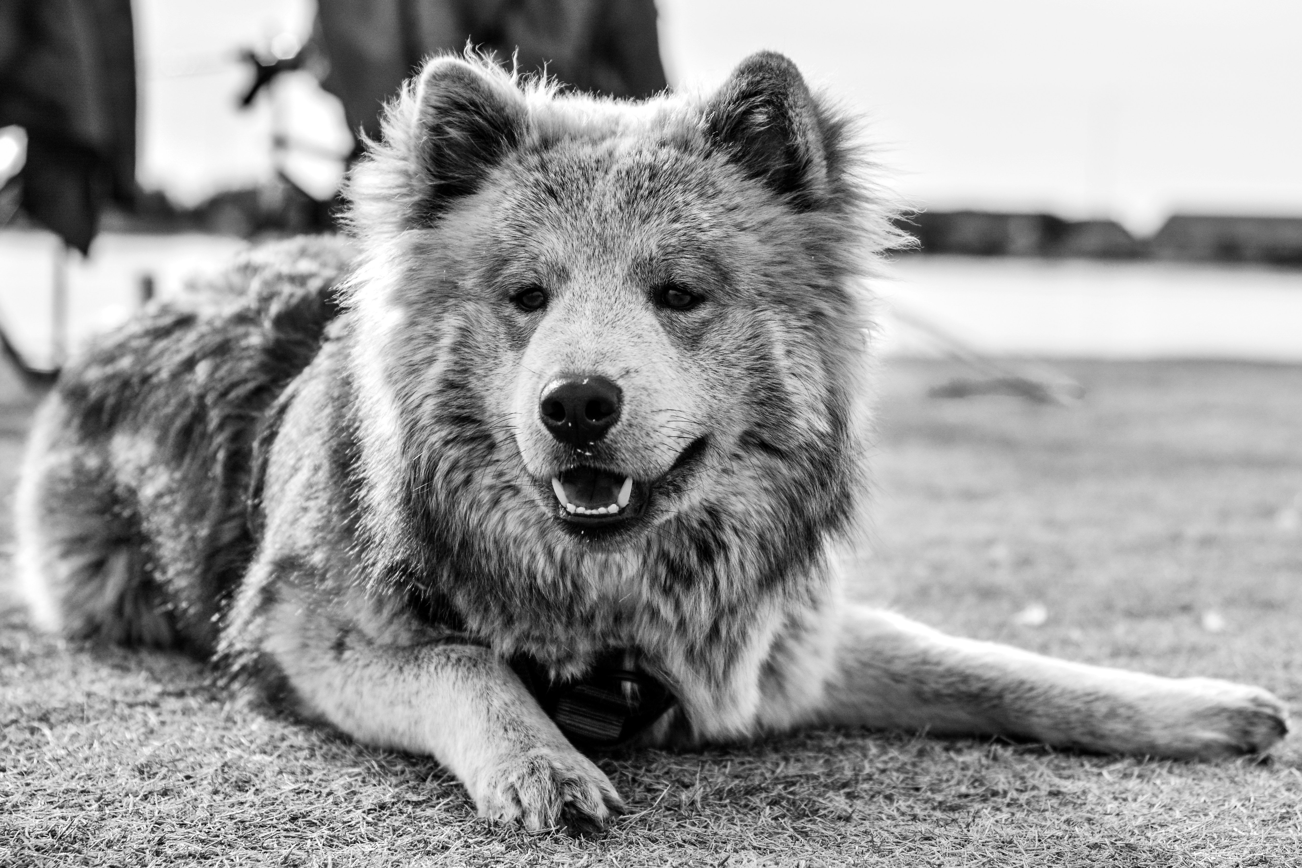 a dog that is laying down on the ground