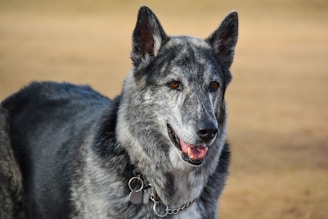 A large dog with a thick, gray and black fur coat. The dog has pointed ears and bright amber eyes. It is wearing a chain collar with a tag attached. The background is a blurry, earthy brown, suggesting an outdoor setting.