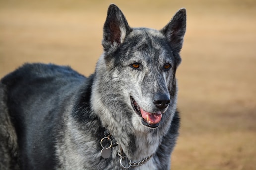 A large dog with a thick, gray and black fur coat. The dog has pointed ears and bright amber eyes. It is wearing a chain collar with a tag attached. The background is a blurry, earthy brown, suggesting an outdoor setting.
