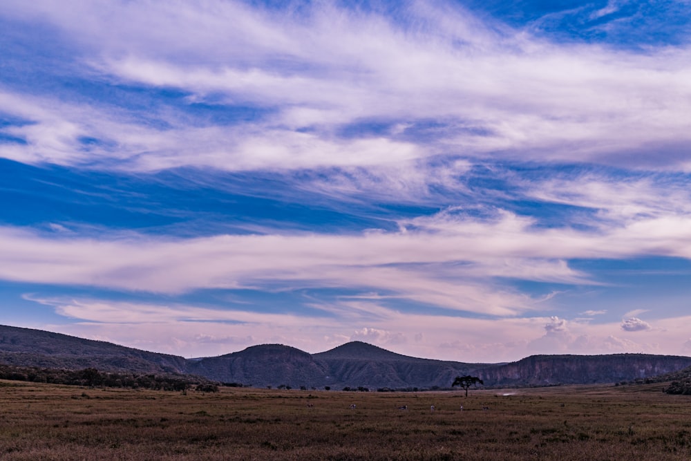 a lone tree in a field with mountains in the background