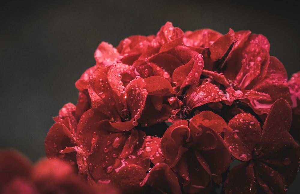 a bunch of red flowers with water droplets on them