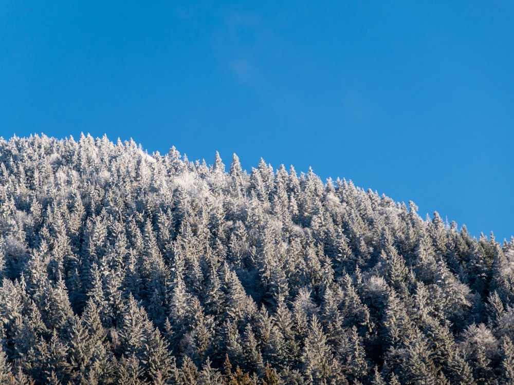 a mountain covered in snow with lots of trees