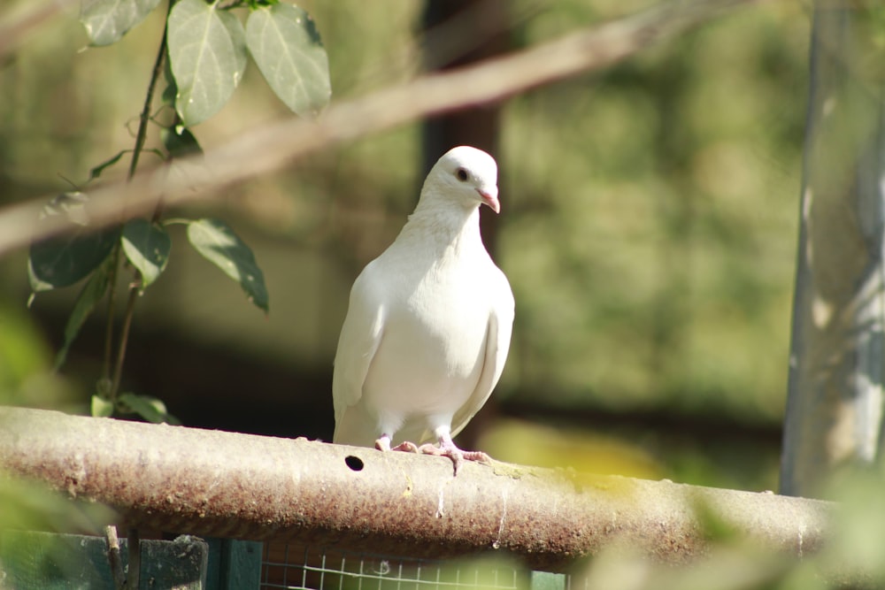 a white bird sitting on top of a wooden rail