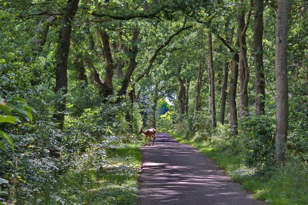 a dog is walking down a tree lined road