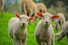 Two young lambs with fluffy white wool and pink ears stand in a lush green meadow. In the background, several other sheep graze on the grass, surrounded by a natural, blurred backdrop of trees and possibly hills.