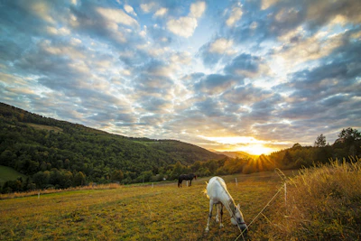 A sunset view over the open fields where horses roam freely at the center.