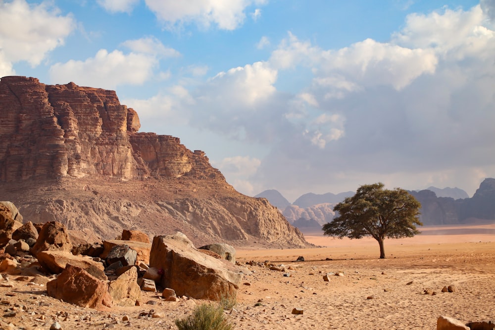 a lone tree in the middle of a desert