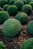 Close-up of freshly edged flower beds with bright mulch and healthy shrubs.
