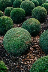 A vibrant shrub bed newly planted along a residential driveway with rich soil and fresh mulch.