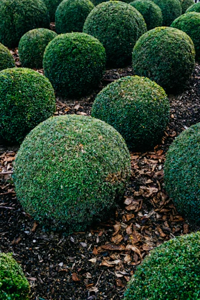 Close-up of freshly edged flower beds with bright mulch and healthy shrubs.