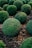 Close-up of a freshly mulched garden bed with emerald green shrubs and colorful flowers.