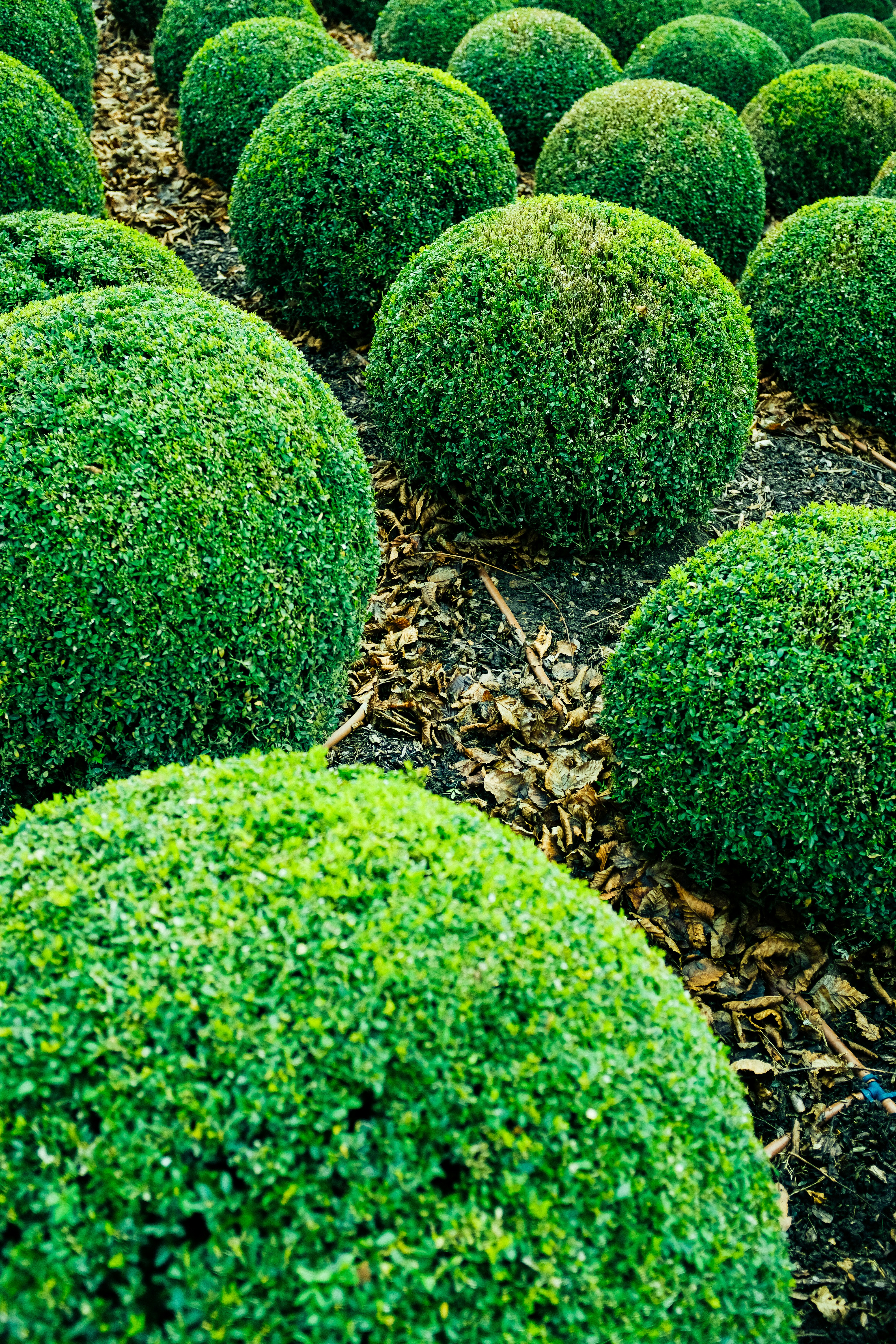 Low-Maintenance Boxwood Topiary