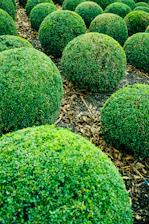 a bunch of bushes that are in the ground