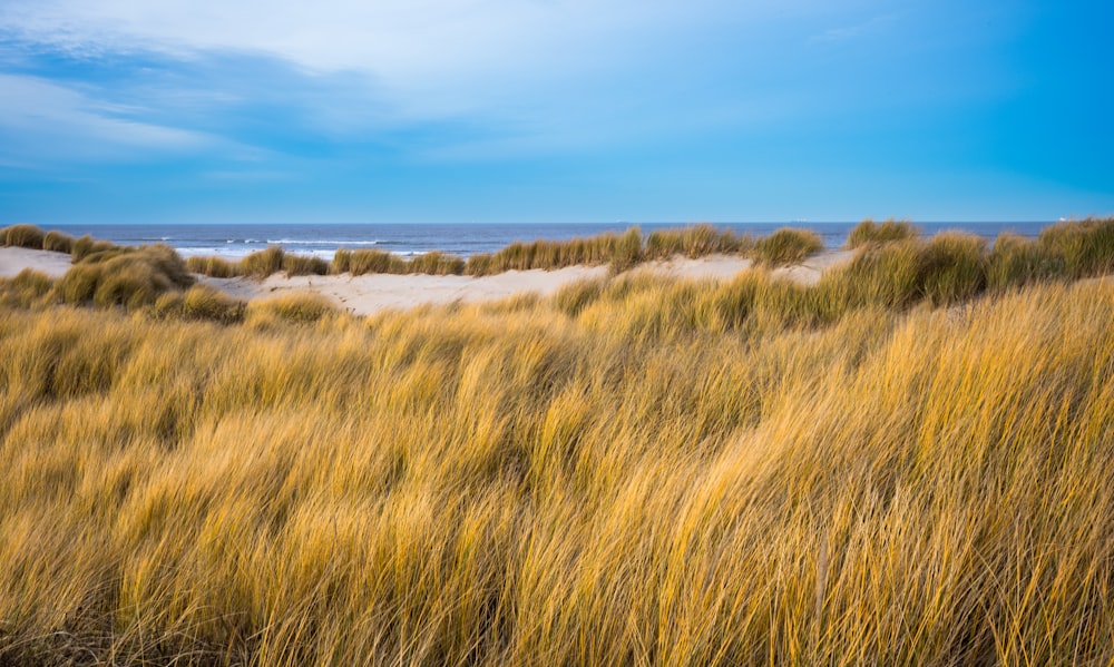 a grassy field with a beach in the background