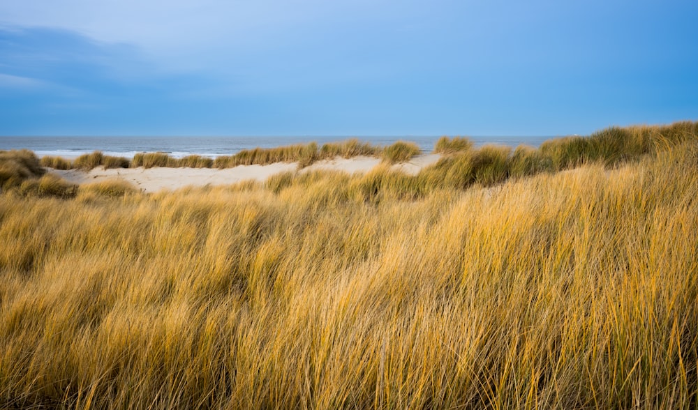 a grassy field with a beach in the background