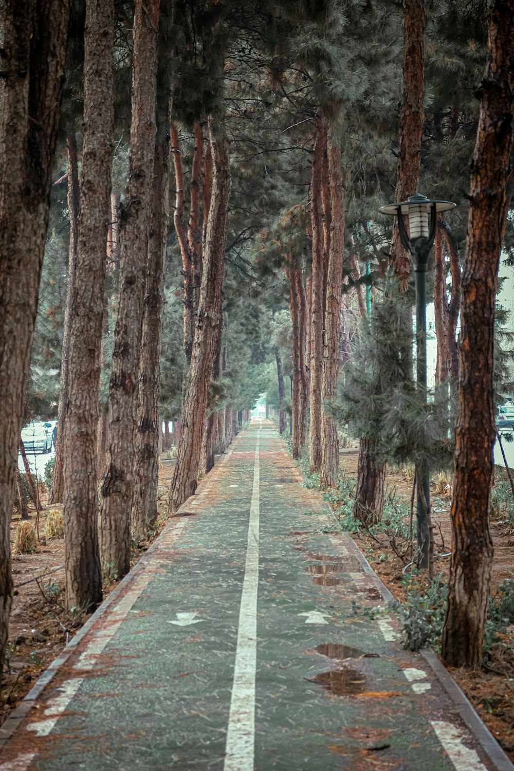 a long road with trees lining both sides of it