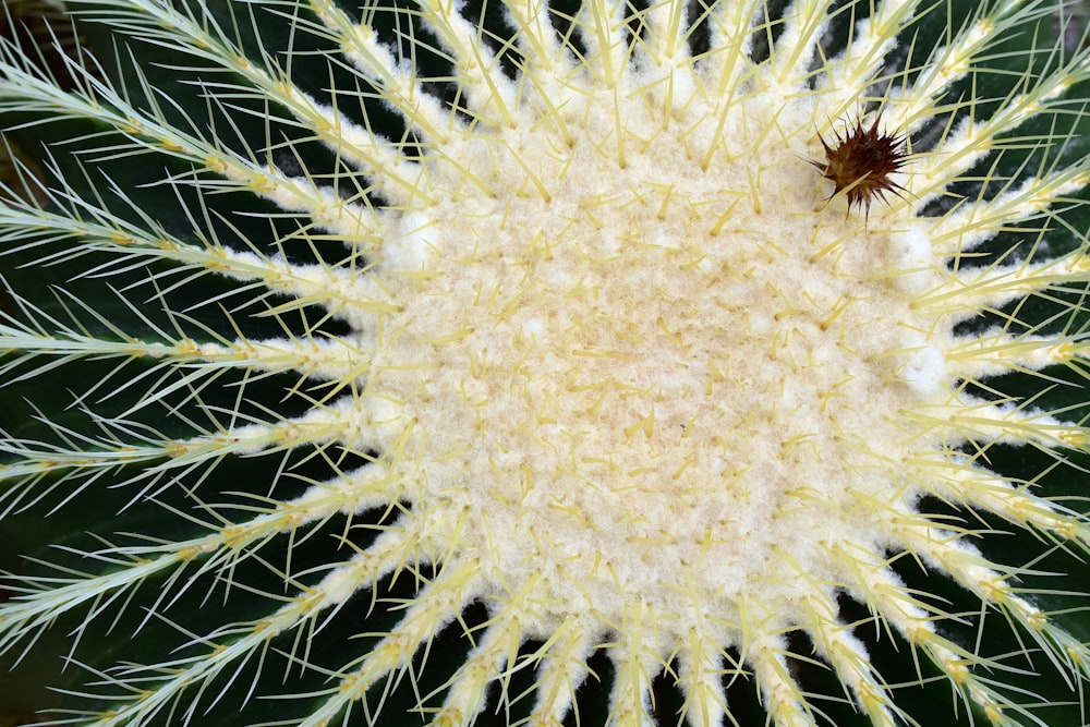 a close up of a cactus with a bug on it