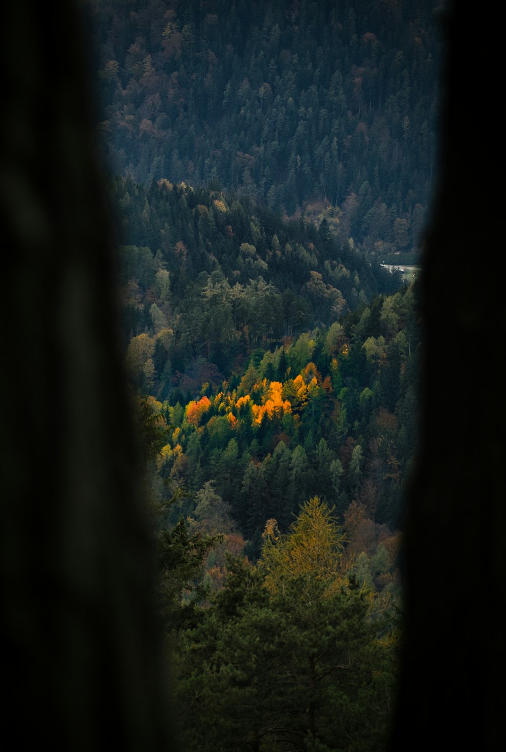 a view of a forest from a distance