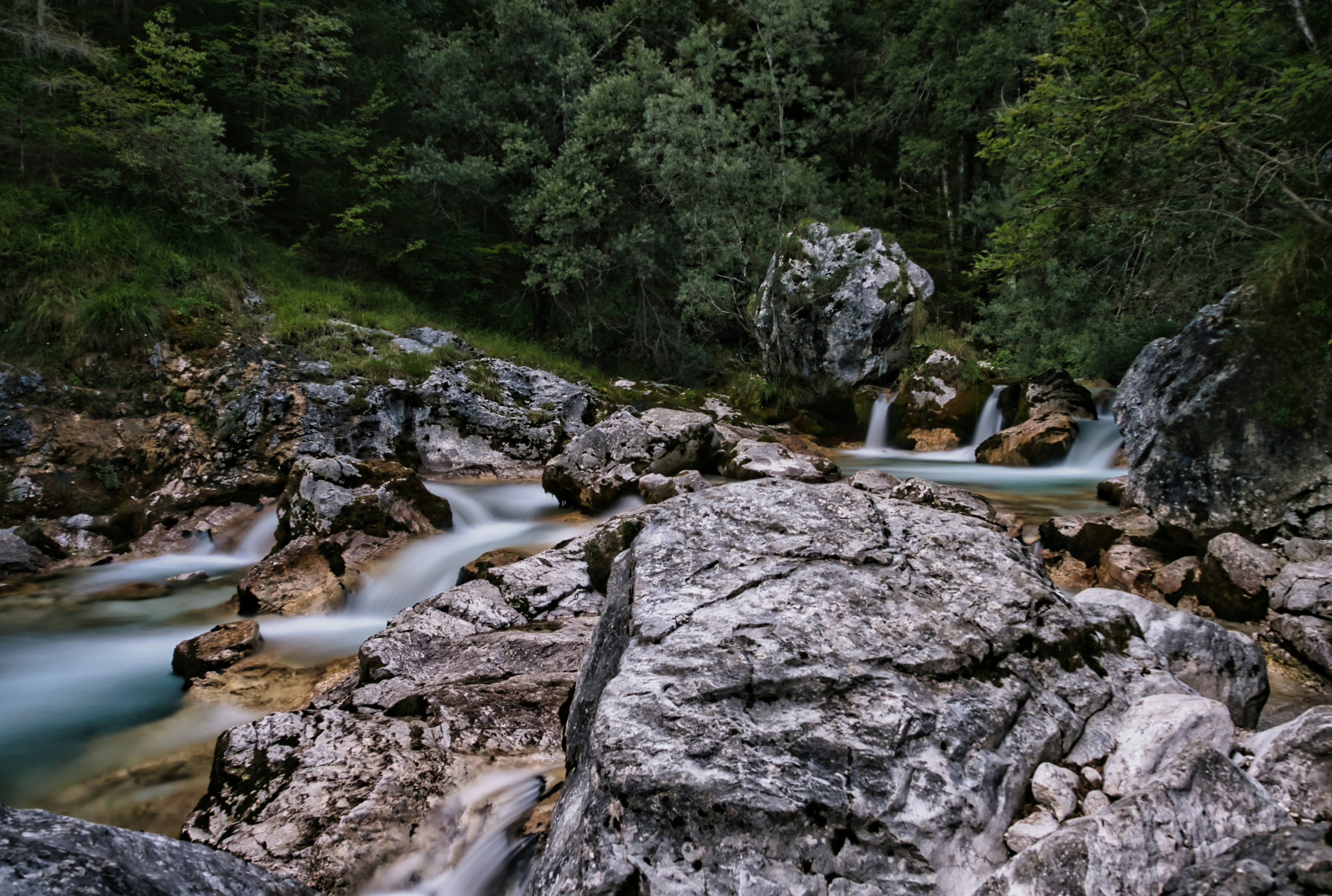 a stream running through a lush green forest, love taking photos of small streams