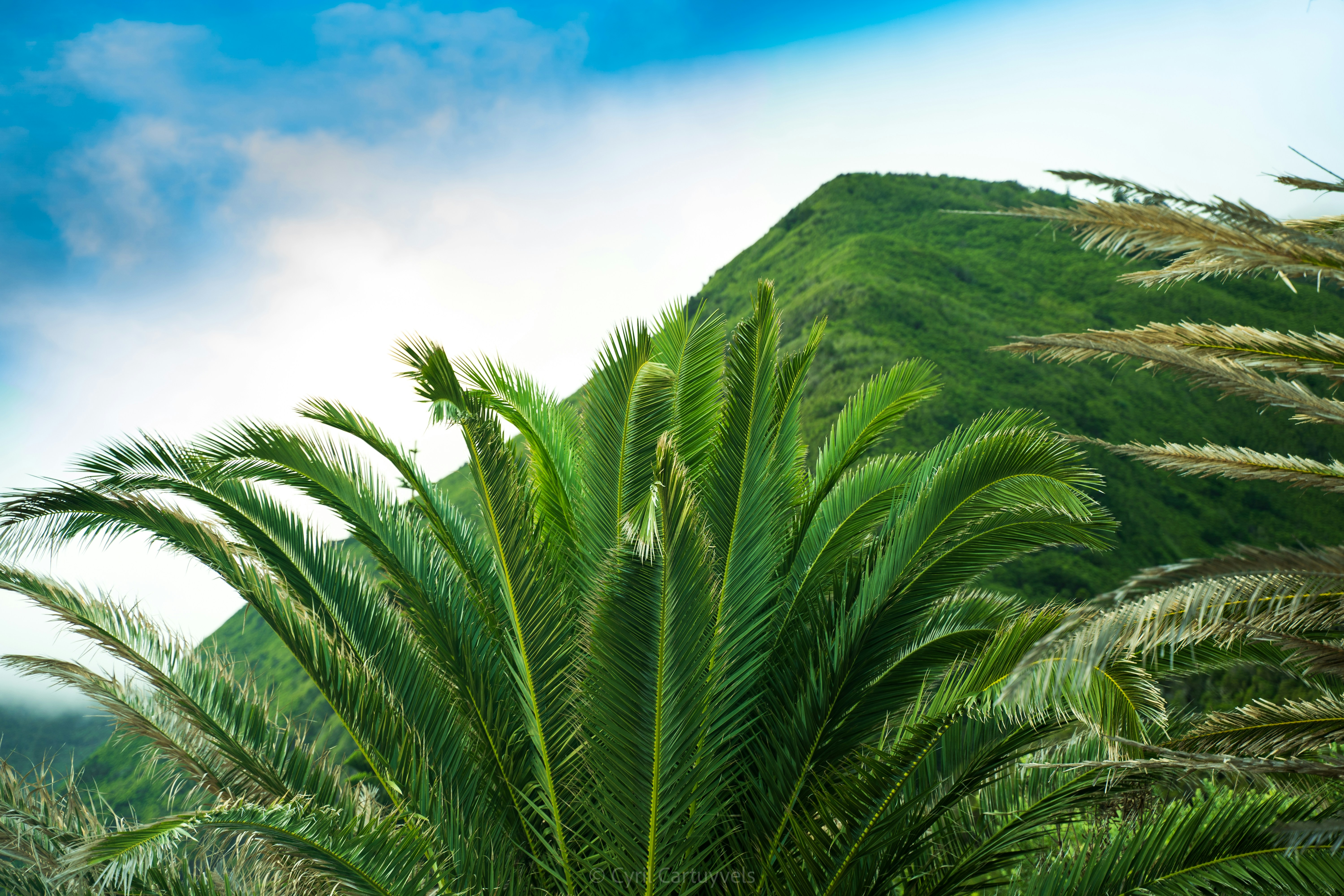 a palm tree with a mountain in the background, 