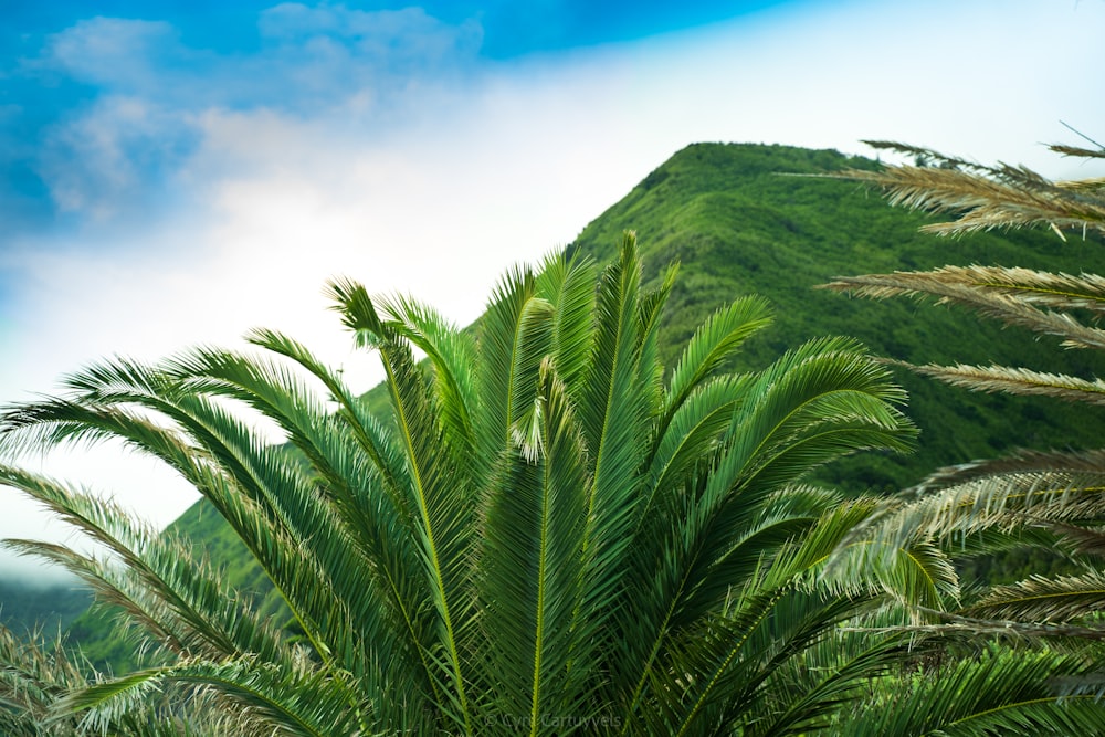 a palm tree with a mountain in the background