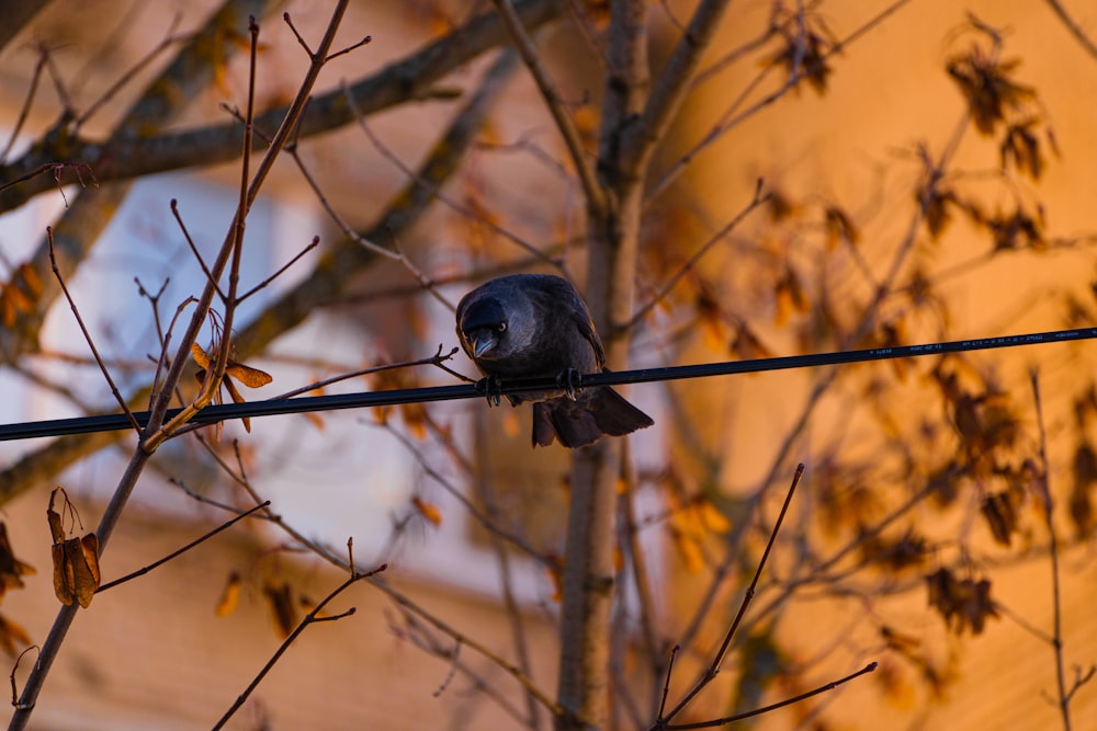 Ein kleiner Vogel sitzt auf einem Draht neben einem Baum
