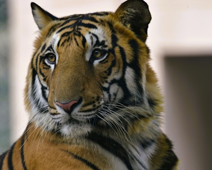 Portrait of Günter Charell with a tiger in the background, symbolizing his life story.