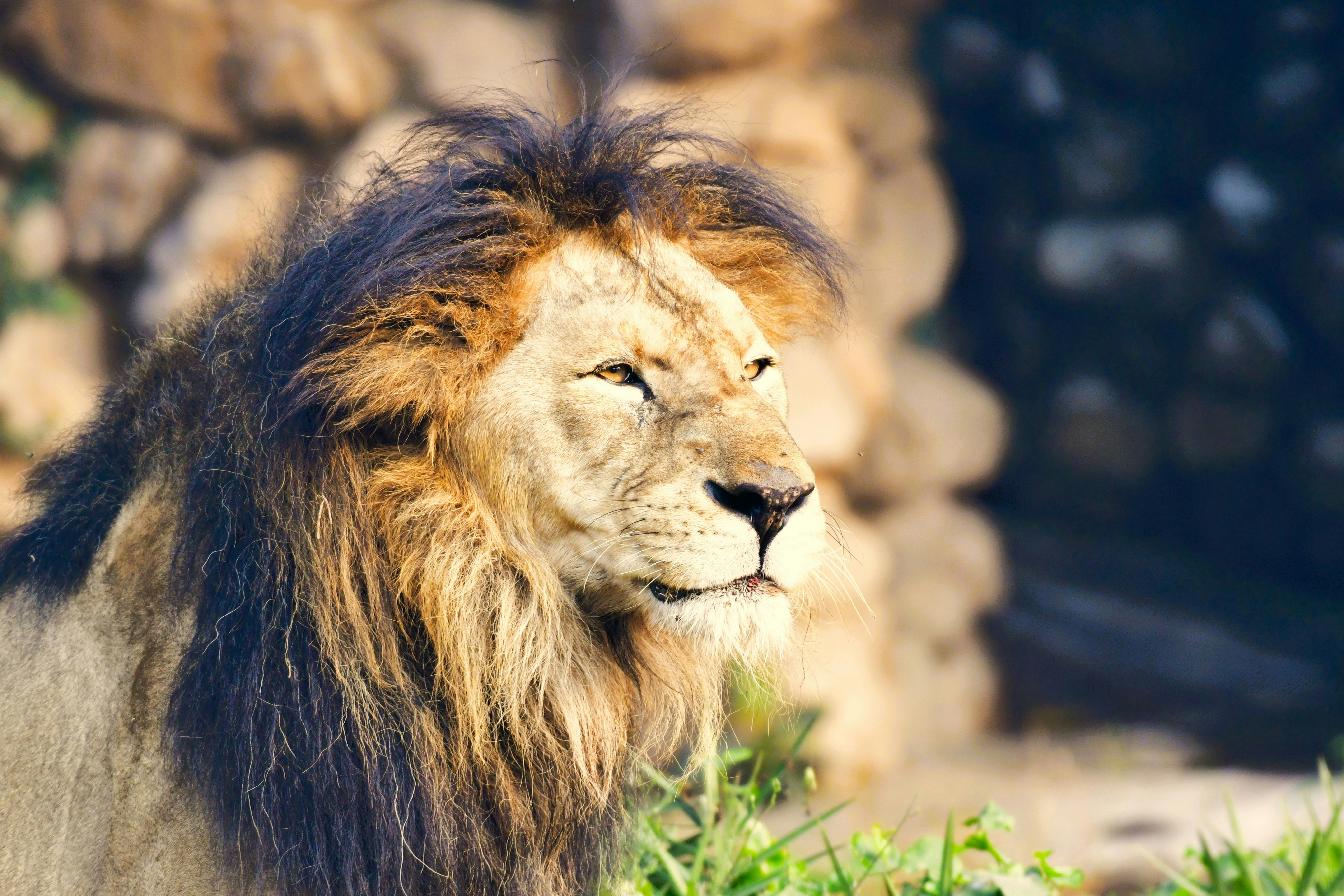 Wildlife Photography