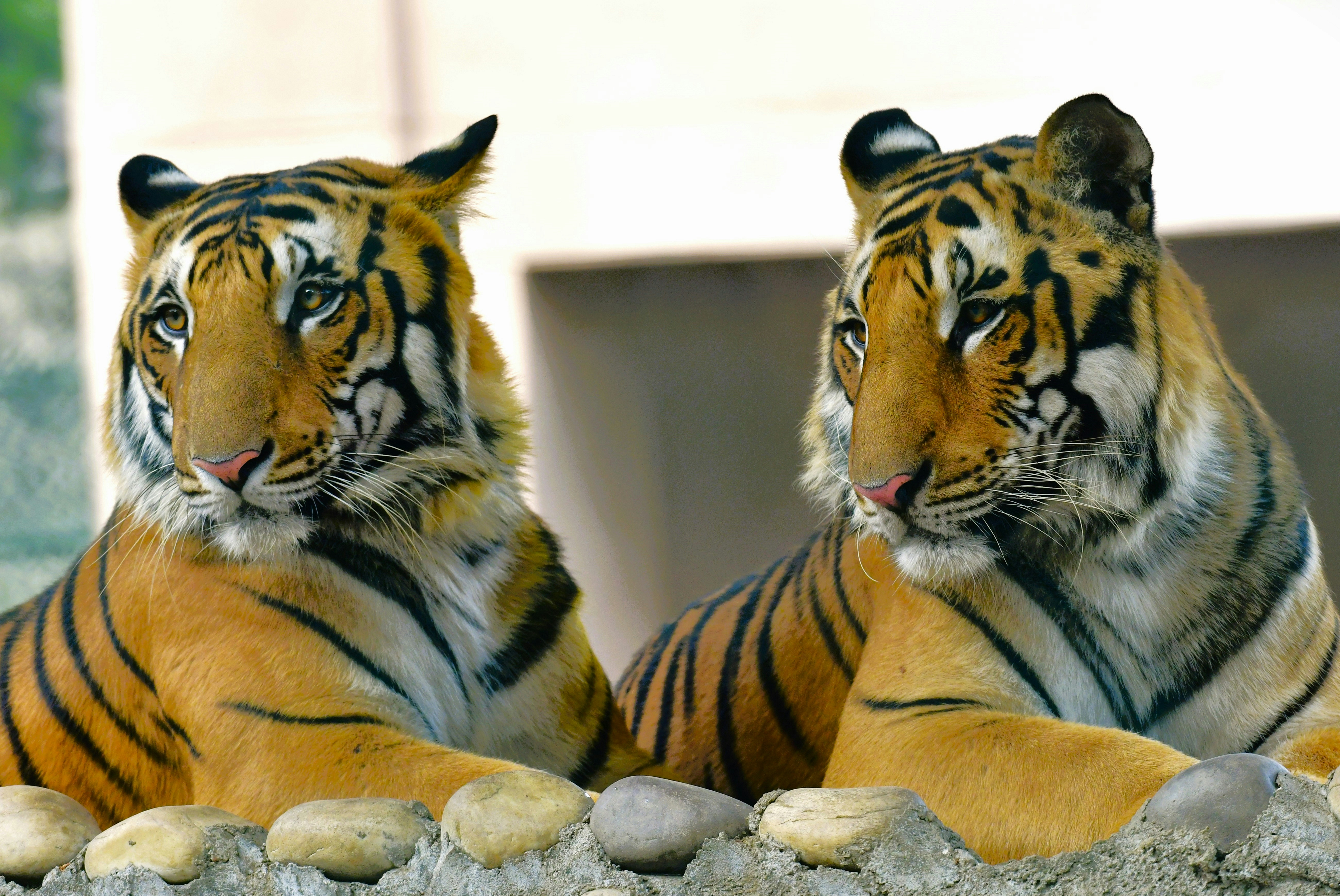 Mirror Movements: Imitation as Affection (image credits: unsplash)