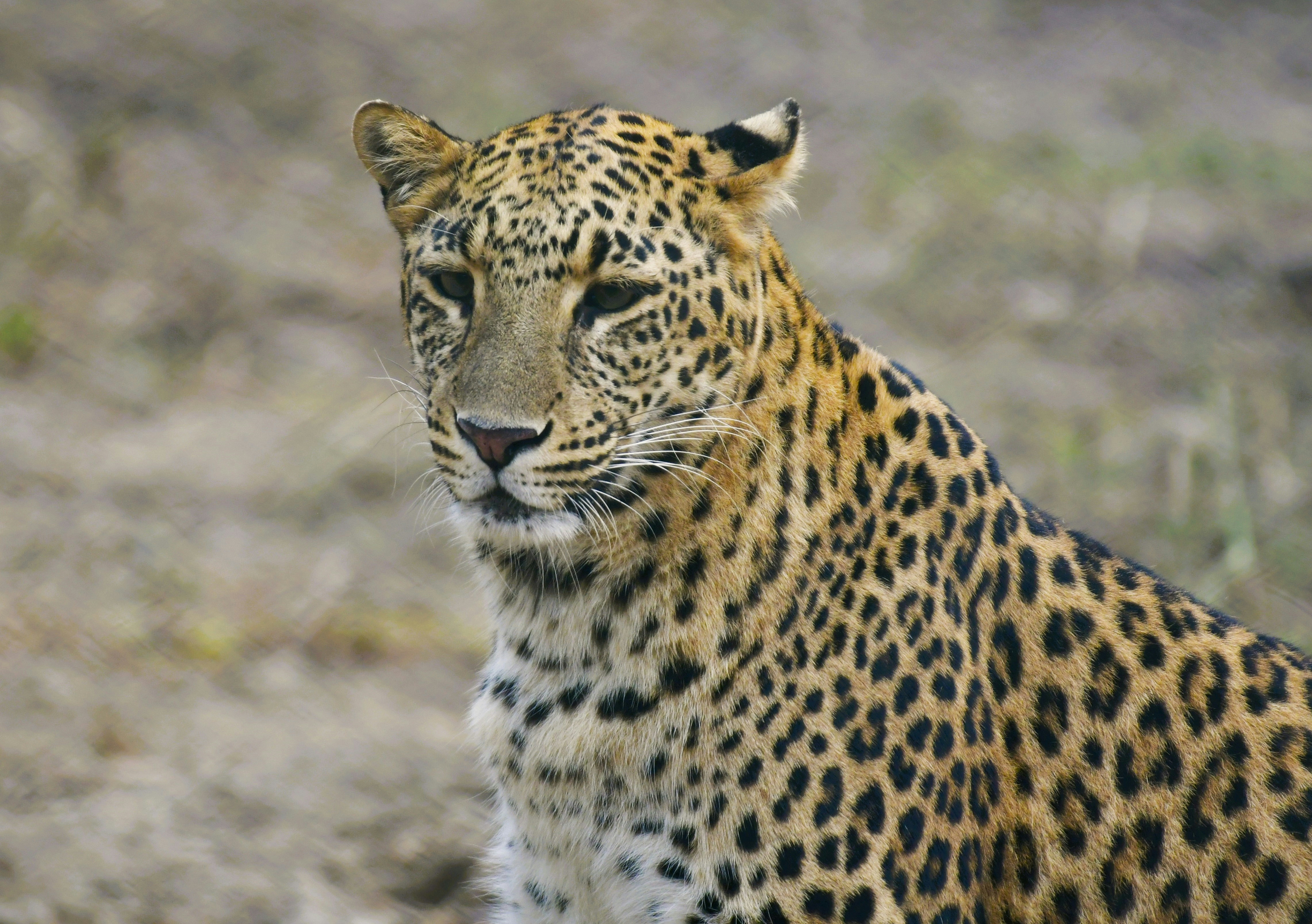 Unique Personalities (image credits: unsplash)