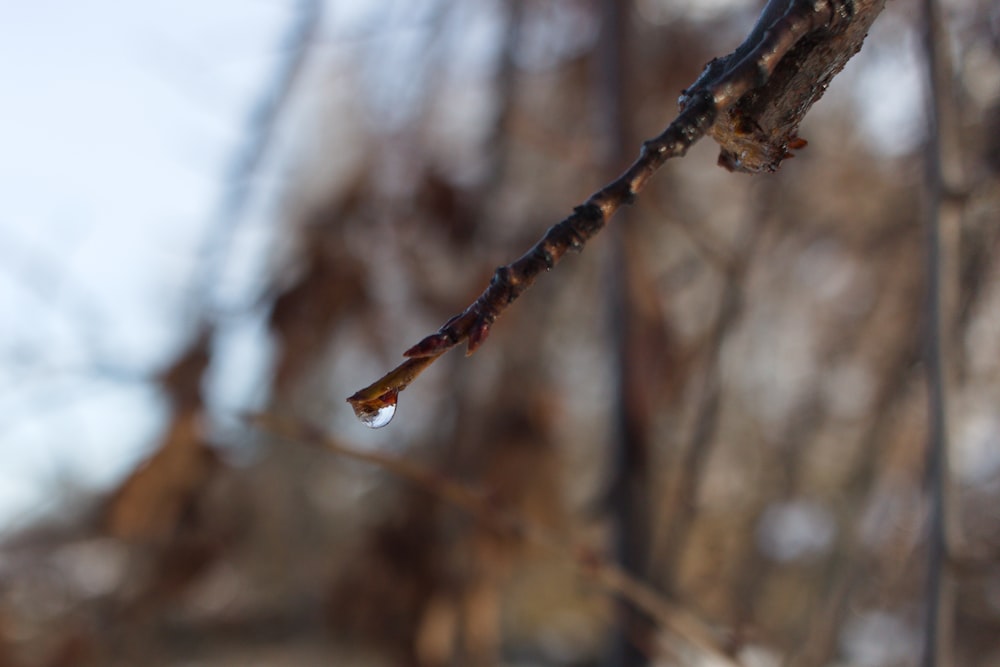 a tree branch with a drop of water on it
